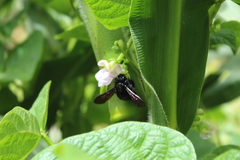Neoxylocopa