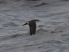 Puffinus lherminieri