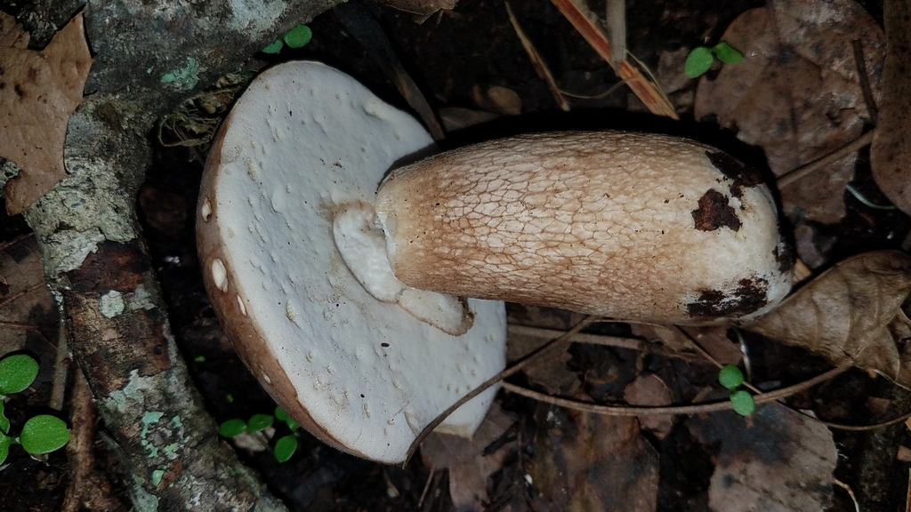 Boletus quercophilus