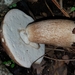 Boletus quercophilus - Photo (c) Alan Rockefeller, some rights reserved (CC BY), uploaded by Alan Rockefeller