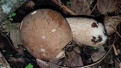 Boletus quercophilus