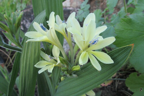Image of Babiana noctiflora by (c) James Deacon, some rights reserved (CC BY-SA)