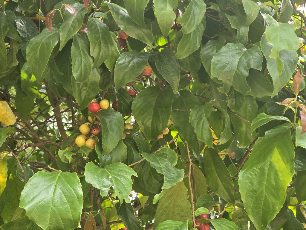 Flacourtia inermis; photograph (c) paws, some rights reserved (CC BY)