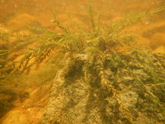 Fontinalis novae-angliae