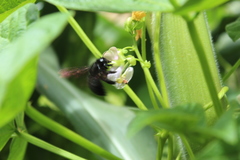 Neoxylocopa