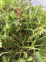 Pyrola asarifolia