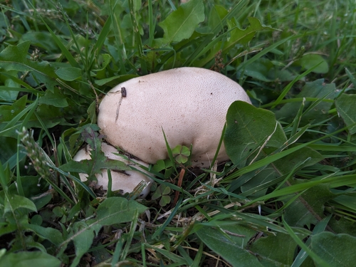 Lycoperdon