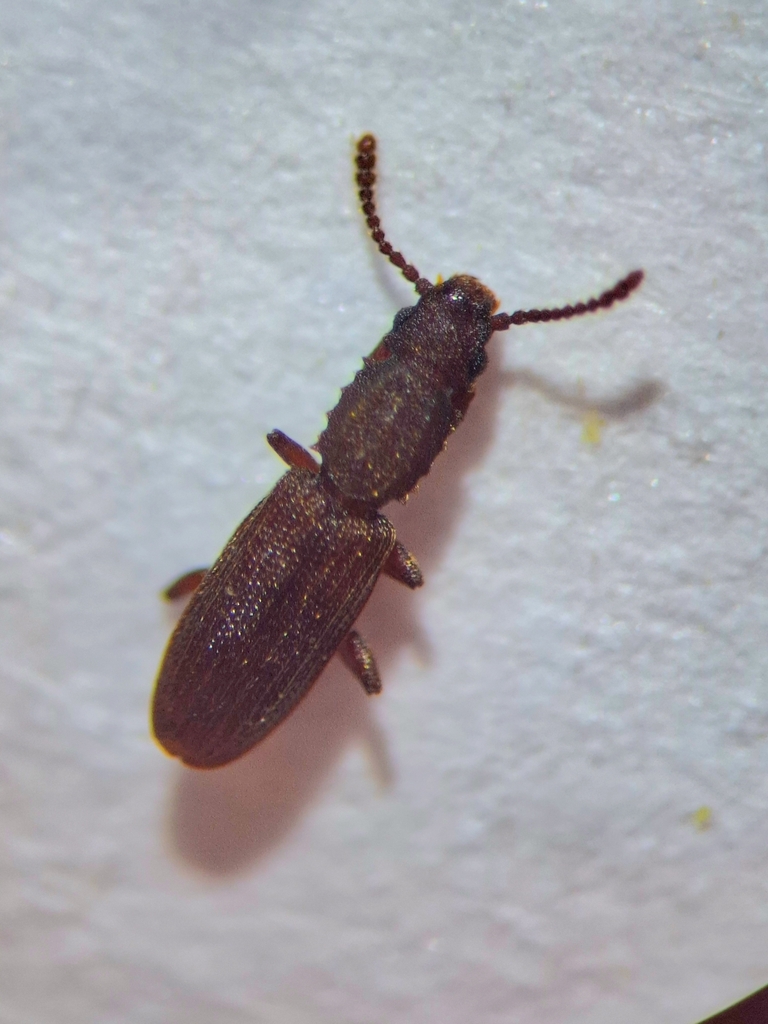Sawtoothed Grain Beetle From 