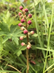 Pyrola asarifolia