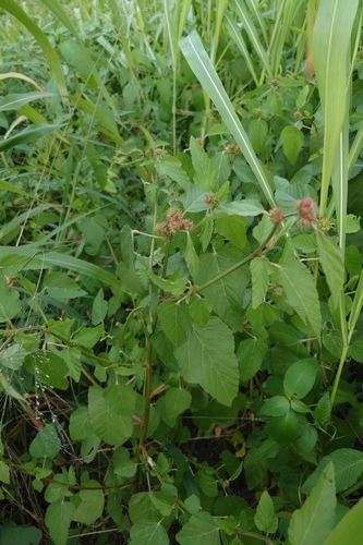 Image of Chocolateweed (Melochia corchorifolia) by (c) 如此甚好, some rights reserved (CC BY)