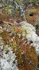 Cladonia maxima image