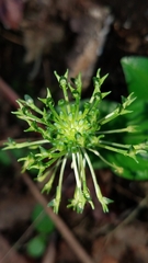 Malaxis brachyrrhynchos