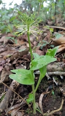 Malaxis brachyrrhynchos