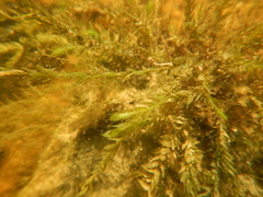 Fontinalis novae-angliae