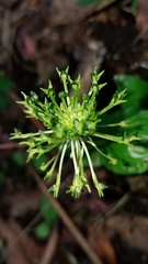 Malaxis brachyrrhynchos