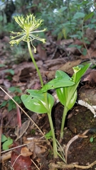 Malaxis brachyrrhynchos