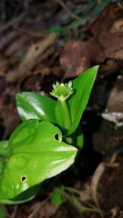 Malaxis brachyrrhynchos