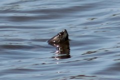 Trachemys stejnegeri