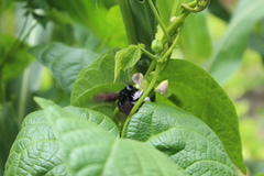 Neoxylocopa