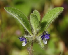 Trichostema oblongum