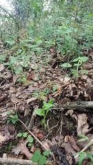 Malaxis brachyrrhynchos