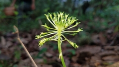 Malaxis brachyrrhynchos