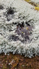 Media resource of Cladonia stygia