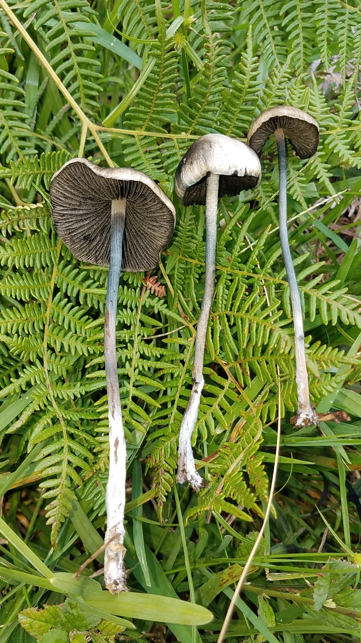 Blue Meanie magic mushroom