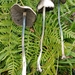 Panaeolus cyanescens - Photo (c) Alan Rockefeller, some rights reserved (CC BY), uploaded by Alan Rockefeller
