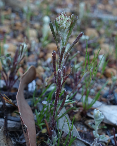 Image of Blennospora drummondii by (c) yatesy, some rights reserved (CC BY)