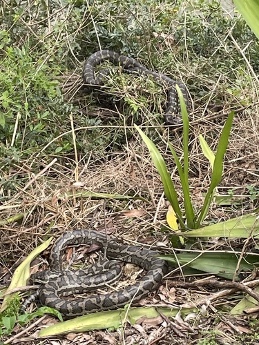 Coastal Carpet Python sighting