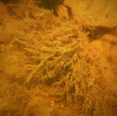 Fontinalis novae-angliae