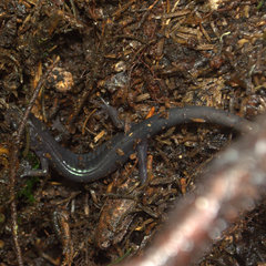 Plethodon montanus