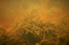 Fontinalis novae-angliae