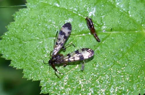 Panorpa vulgaris