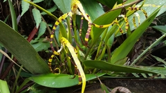Maxillaria speciosa