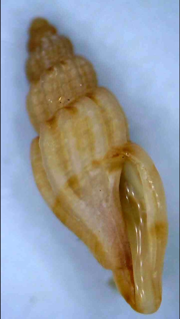 Guraleus deshayesii