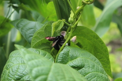 Neoxylocopa