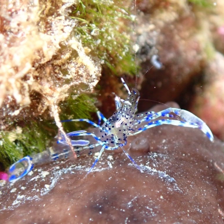 Periclimenes aegylios