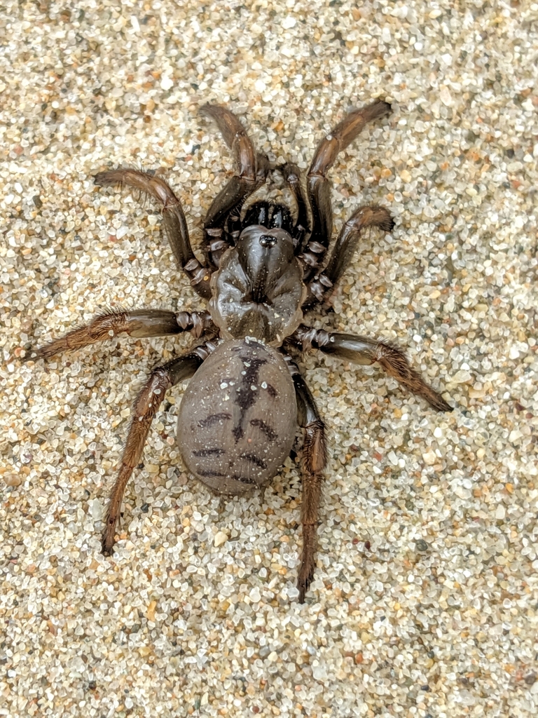 Aptostichus