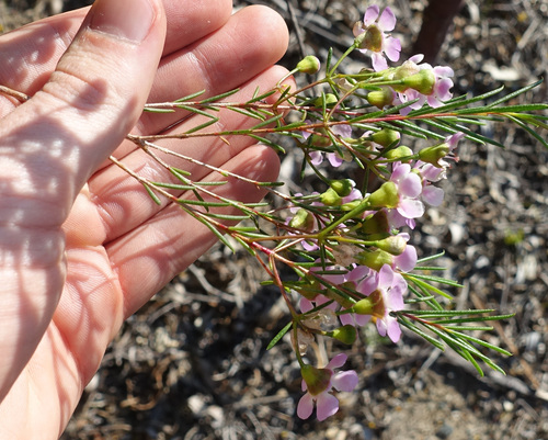 Image of Chamelaucium uncinatum by (c) yatesy, some rights reserved (CC BY)