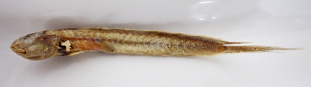 Short Wormgoby