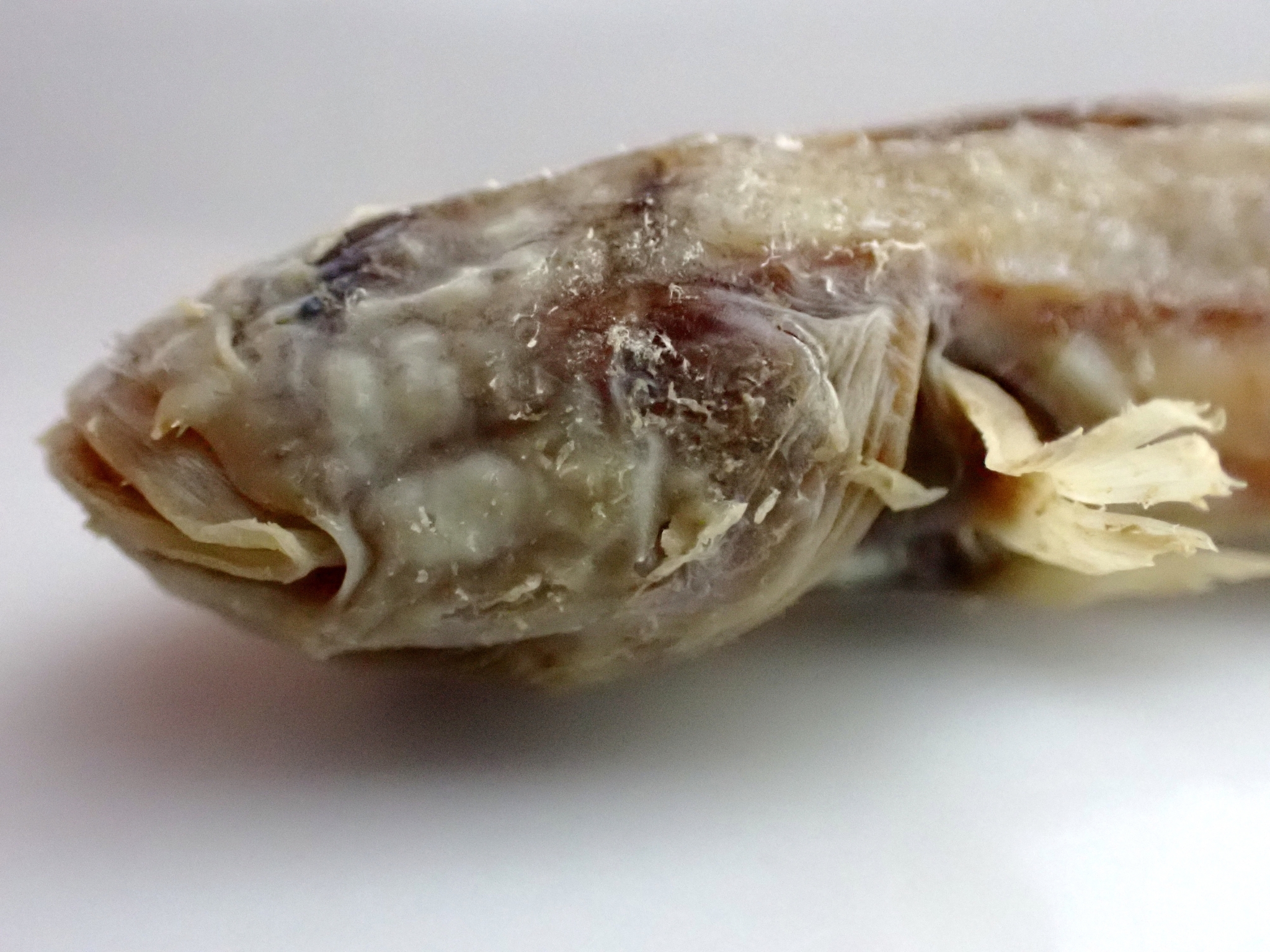 Short Wormgoby photo 3
