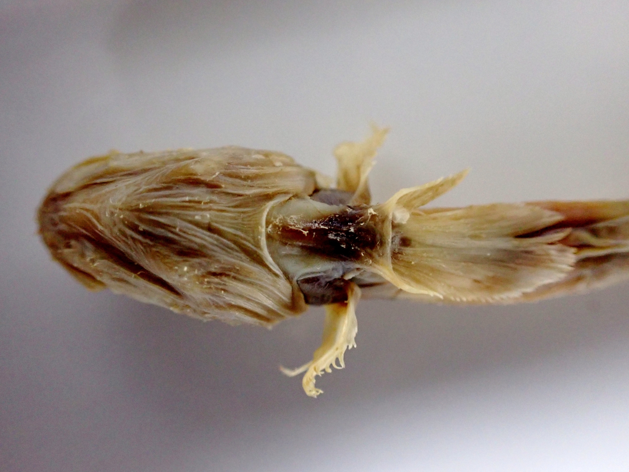 Short Wormgoby photo 4