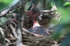 Cardinalis cardinalis