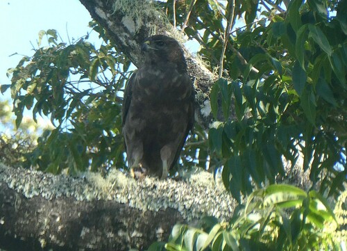 Hawaiian Hawk photographed in Hawaii