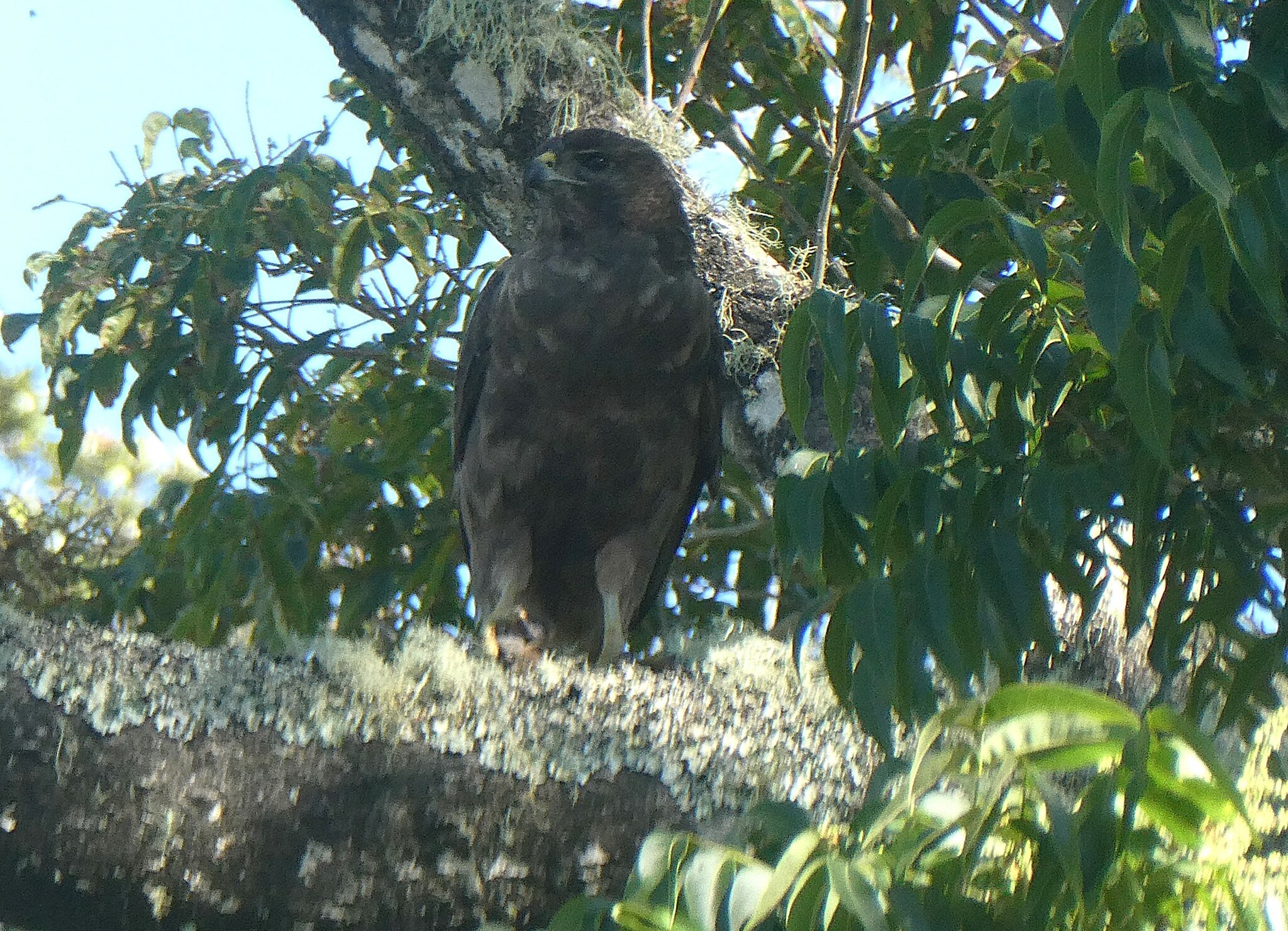 Hawaiian Hawk (Buteo solitarius)
