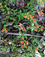 Podolobium procumbens