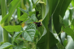 Neoxylocopa