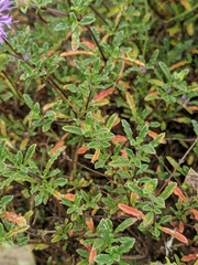 Monardella sinuata